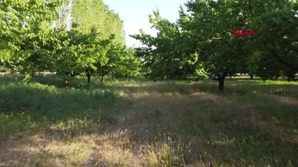 IĞDIR'DA KAYISI HASADI BAŞLADI