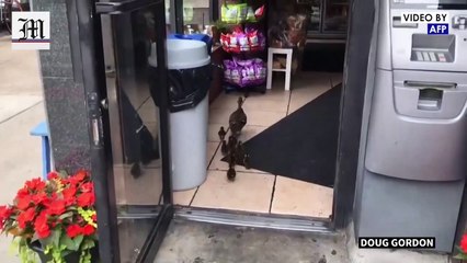 Brooklyn duck takes her brood bagel shopping