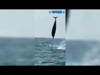 अरबी समुद्रात नौकाविहारादरम्यान दिसलं डॉल्फिनचं विहंगम दृश्य !