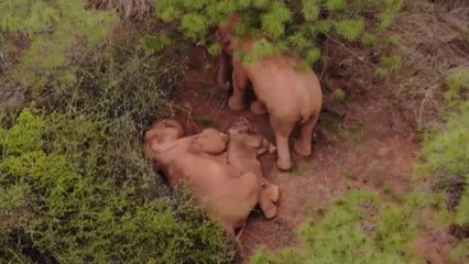 Entrañables imágenes de una elefante cuidando de su cría