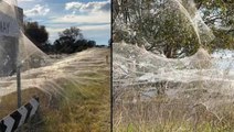Avustralya, fare istilasından kurtulamadan yeni bir felaketle karşı karşıya! Her yeri örümcek ağı sardı