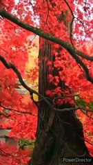 Why trees Shed Their Leaves? पेड़ अपने पत्ते क्यों गिराते हैं?