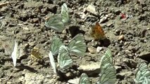 Van ve Çatak ilçesindeki vadiler rengarenk kelebeklere ev sahipliği yapıyor