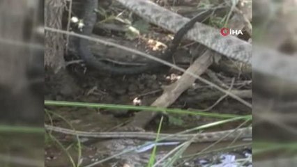 Son dakika gündem: 2 metrelik siyah yılanın, kendi boyundaki gri benekli yılanı yemesi saniye saniye kameraya yansıdı