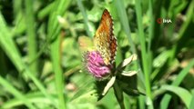 Van ve Çatak ilçesindeki vadiler rengarenk kelebeklere ev sahipliği yapıyor