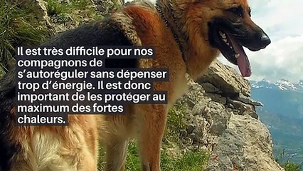 Fortes chaleurs : comment rafraîchir et protéger son animal de compagnie ?_IN