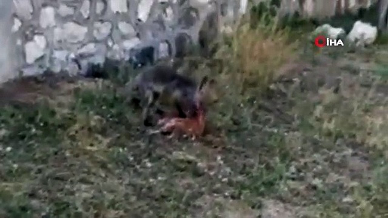 Tavuğunu yiyen tilki ile vatandaşın diyaloğu güldürdü