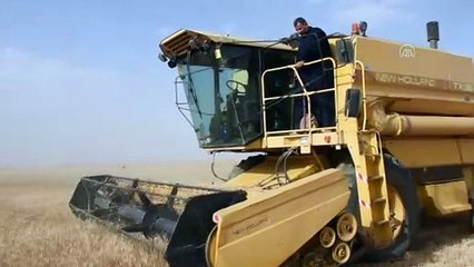 TEL ABYAD - Suriye'de Barış Pınarı bölgesindeki kuraklık mahsulleri vurdu, çiftçiler beklediğini bulamadı (1)