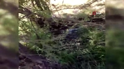 2 metrelik siyah yılanın, kendi boyundaki gri benekli yılanı yemesi saniye saniye kameraya yansıdı