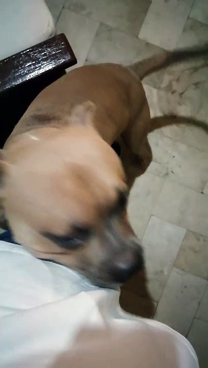 kulit mo izzy