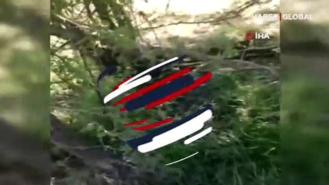İki metrelik yılanı yiyen siyah yılan kamerada