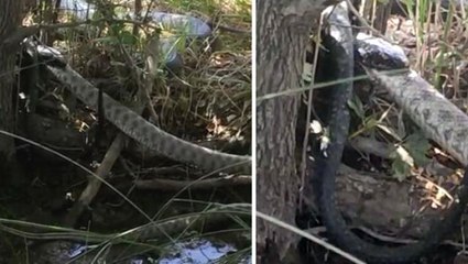 2 metrelik yılan, kendi boyundaki yılanı böyle yuttu! Saniye saniye kamerada