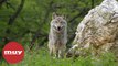Cachorros de lobo gris vistos en Colorado por primera vez en 80 años