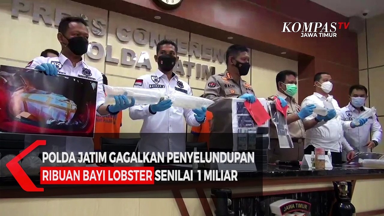 Polda Jatim Gagalkan Penyelundupan Bayi Lobster Senilai  1 Miliar