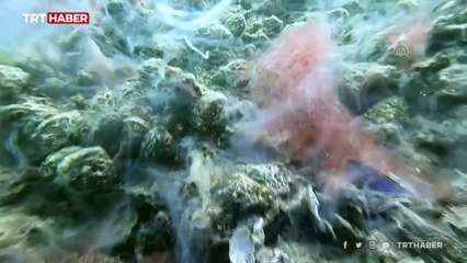 Marmara'da deniz dibinde korkutan müsilaj yoğunluğu