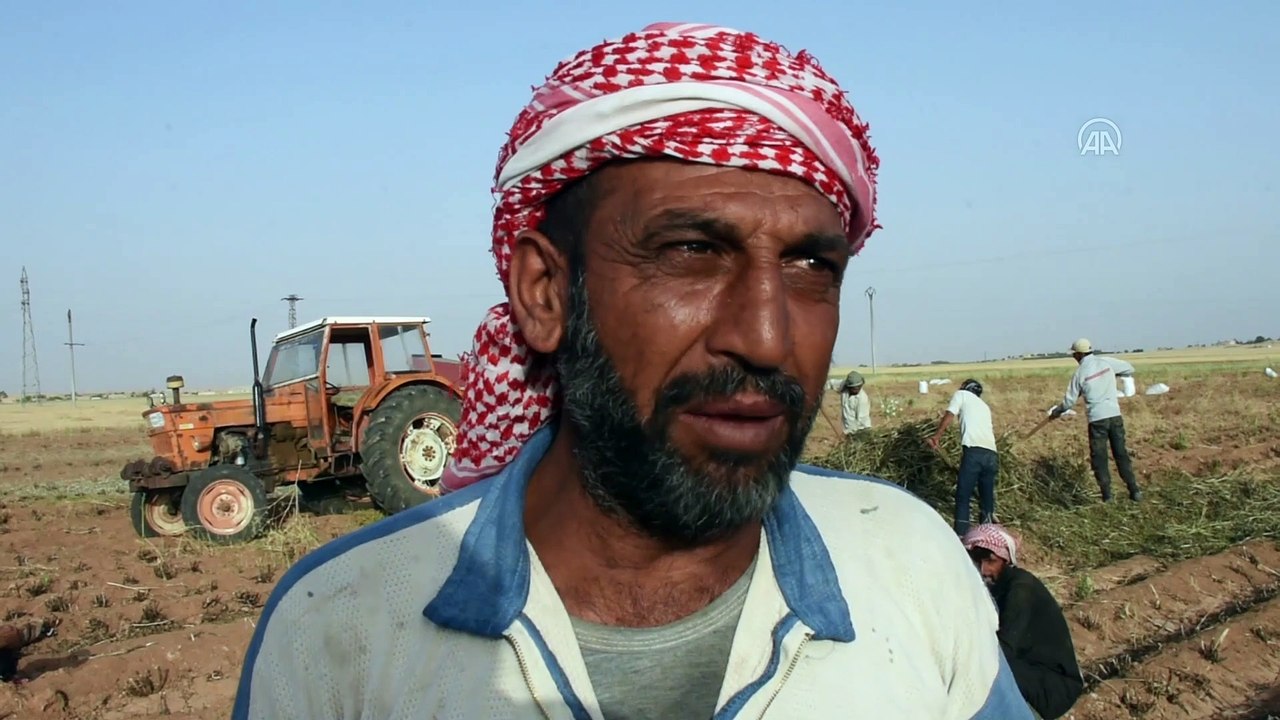 TEL ABYAD - Suriye'de Barış Pınarı bölgesindeki kuraklık mahsulleri vurdu, çiftçiler beklediğini bulamadı (2)