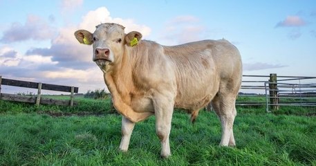 Anglet : condamnée à une mort certaine, une vache fuit l'abattoir et prend la poudre d'escampette