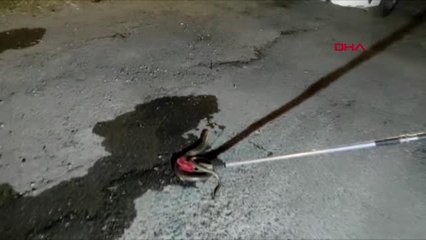 YILAN SANILAN OLUKLU KERTENKELE, PANİĞE NEDEN OLDU