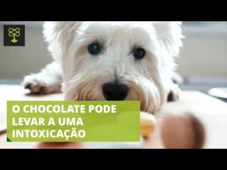 9 alimentos que seu pet não deve comer