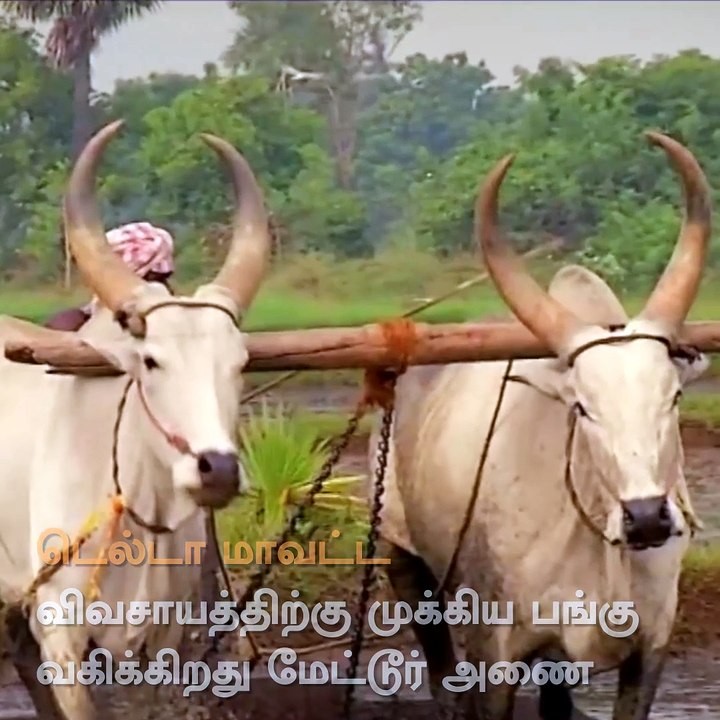 Watch The History Of Mettur Dam video Dailymotion