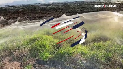 Avusturalya'da sel bölgesini dev örümcek ağları kapladı