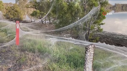 Avusturalya’da sel bölgesini dev örümcek ağları kapladı