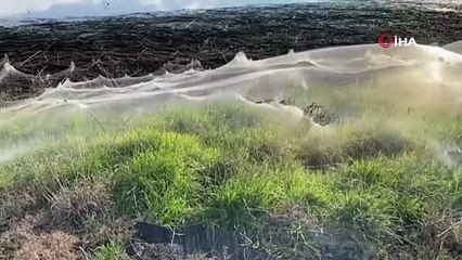 Avusturalya’da sel bölgesini dev örümcek ağları kapladı