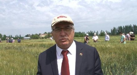 Konya Gıda ve Tarım Üniversitesi, yerli ve milli buğday ıslahında sona geldi
