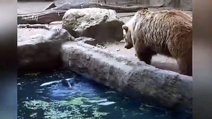 Boz ayıdan insanlık dersi!