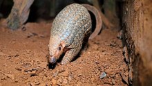 Pangolin-Schützer erhält „Grünen Nobelpreis“