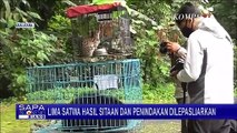 Pelepasliaran Lima Satwa Hasil Penindakan, 4 Diantaranya Satwa Dilindungi