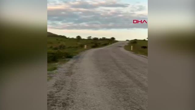 TOKAT YABAN DOMUZLARI CEP TELEFONU KAMERASIYLA GÖRÜNTÜLENDİ