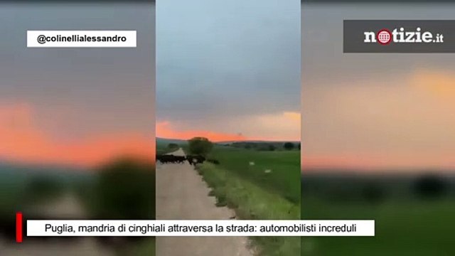 Puglia, mandria di cinghiali attraversa la strada: automobilisti increduli
