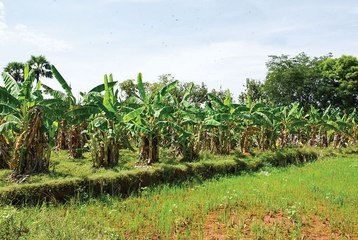 செலவு குறைந்த செவ்வாழைச் சாகுபடி! Red Banana Farming