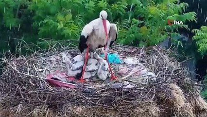 Yaren leylek yavrularını doludan korumak için kendini siper etti