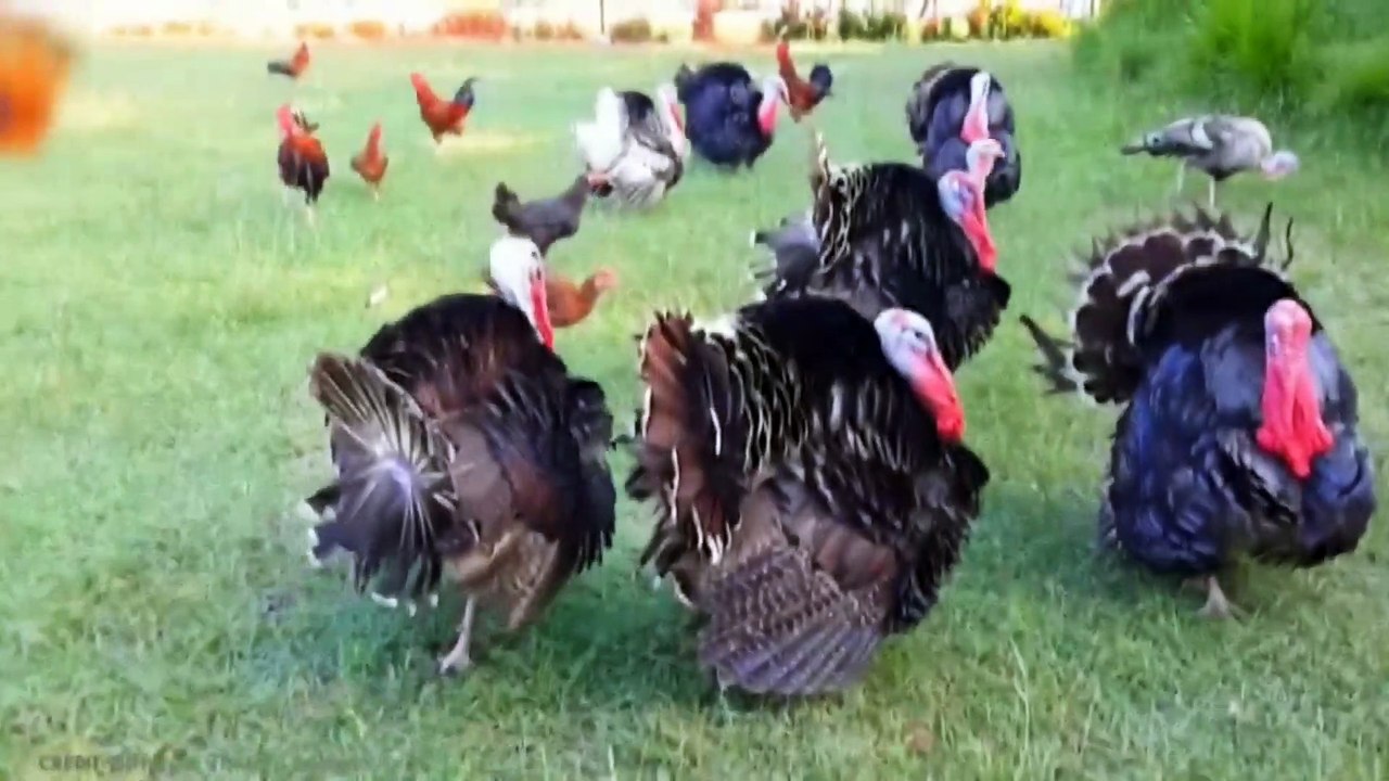 15 biggest birds in the world