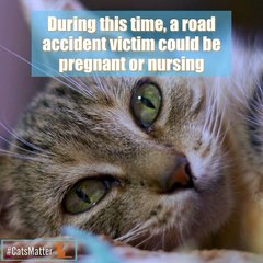 What to do if a nursing or pregnant cat is hit by a car