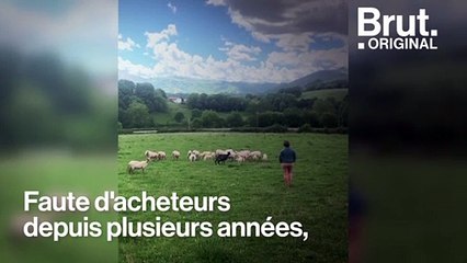 Aña et Aitor relancent la filière laine de brebis au Pays basque