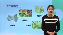 3植物——《观察叶》|小学科学