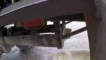 Polar Bear Encounter