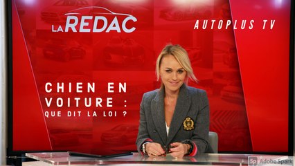 La Rédac' - Auto Plus TV - Chien en voiture : que dit la loi ?