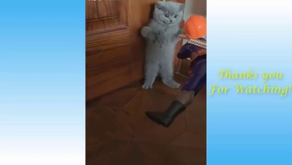 Cute ,Funny cat and dog videos roll with laughter