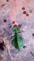 आश्चर्यजनक : तपाइले नेपालमा पक्कै पनी यस्तो किडा देख्नु भएको छैन होला