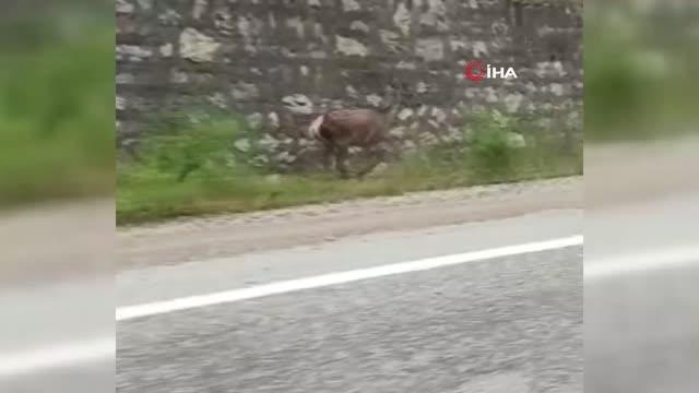 Biri damperi açık şekilde ilerledi, diğeri karacayı görüntüledi