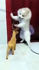 Cute puppy very scared from a toy