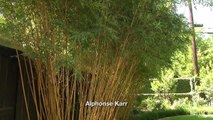 Bamboo Basics | Merredith Jiles |Central Texas Gardener