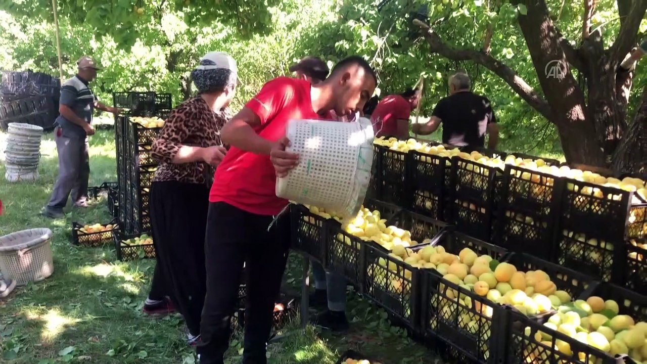 IĞDIR - 'Doğu'nun Çukurova'sı'nda kayısı hasadı başladı