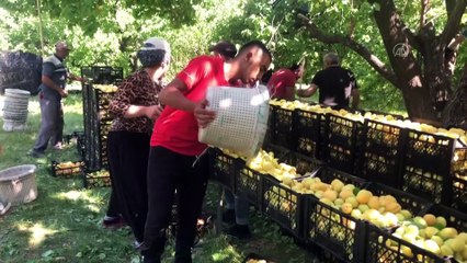 IĞDIR - 'Doğu'nun Çukurova'sı'nda kayısı hasadı başladı