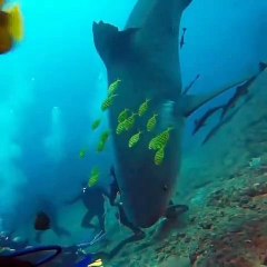 Shark Attack Diver
