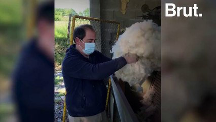 Au Pays Basque, ils relancent la filière de laine de mouton